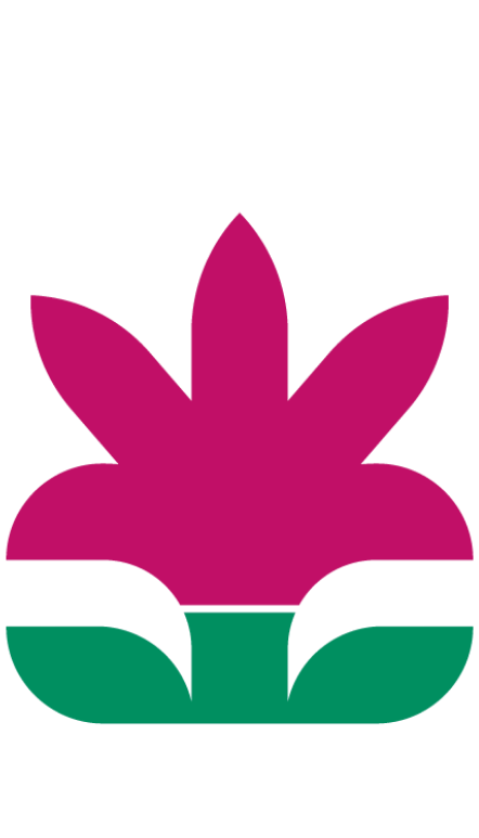 Two illustrated, textured, and pink- and green-colored Rubrum lilies next to each other. The left is shorter than the right.